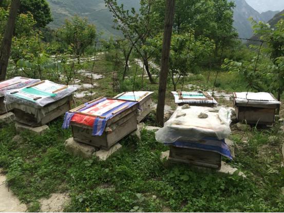 高山老巢土蜂蜜,真正的高山土蜂蜜