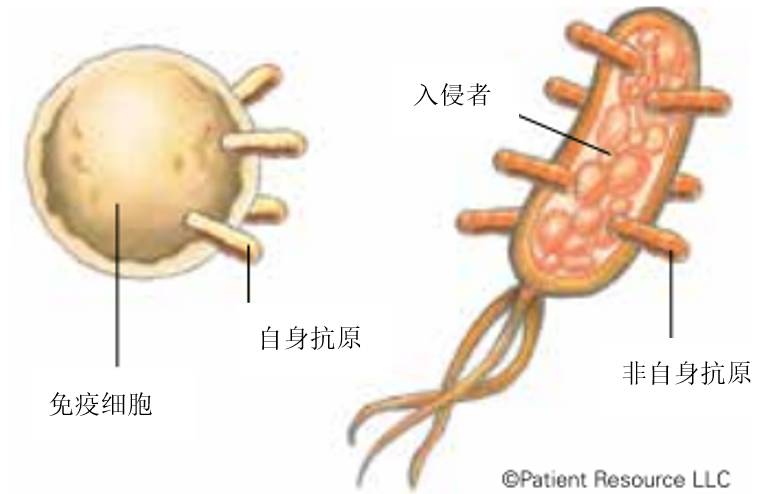 癌症免疫细胞治疗有哪些,获得诺贝尔医学奖的待遇