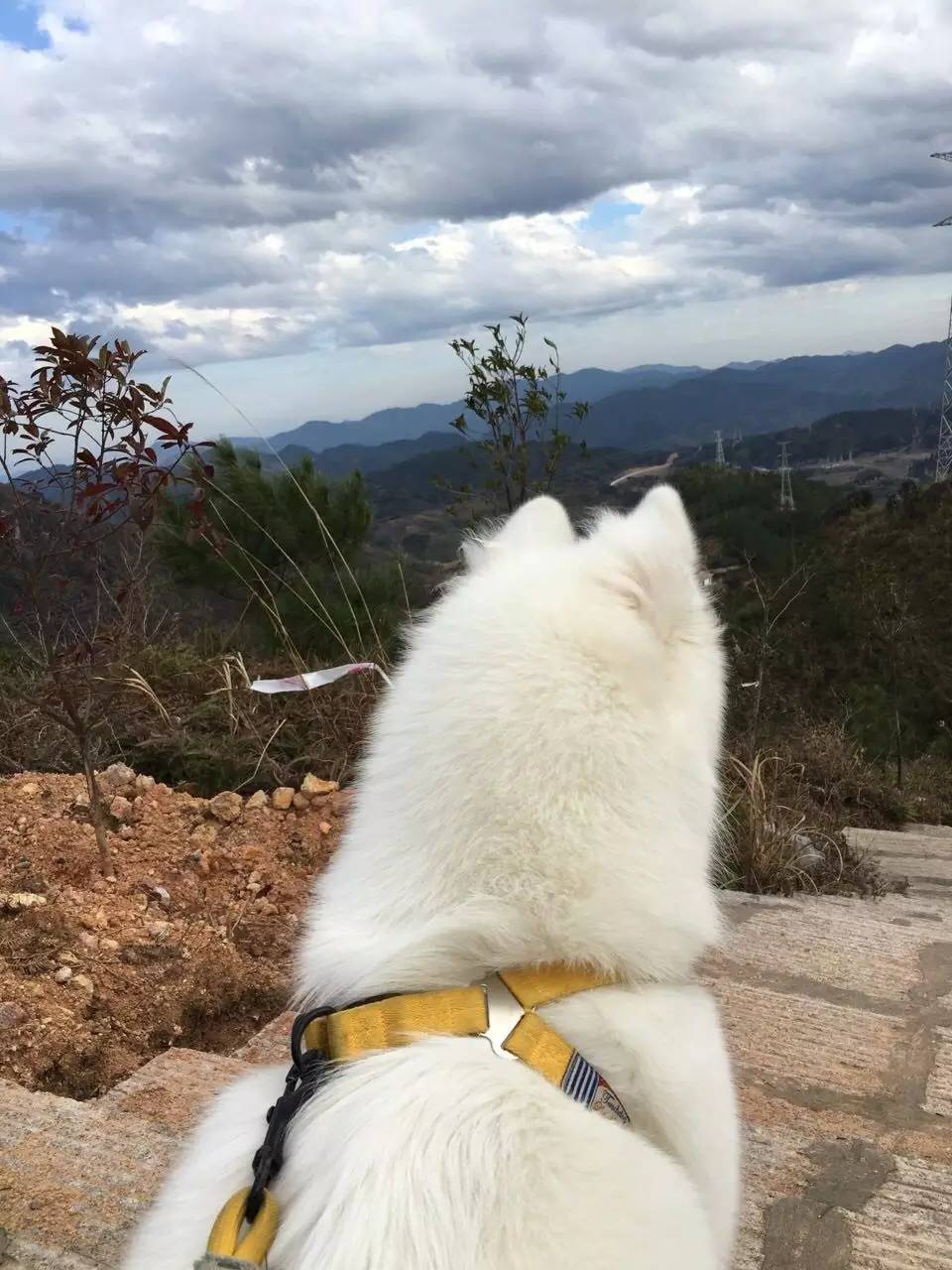 怎么找回丢失的狗狗信息,找回丢失狗狗应该怎么给礼物