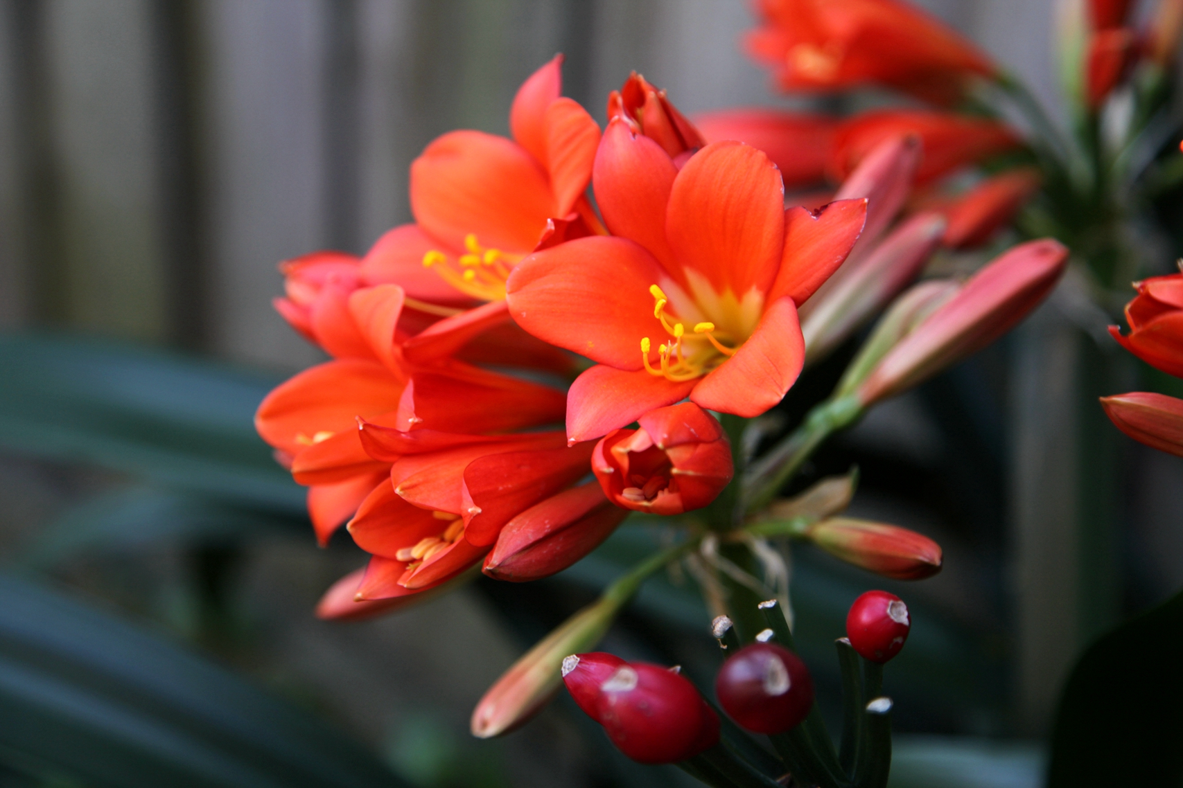 兰花玉肌翠骨、纯朴雅丽。