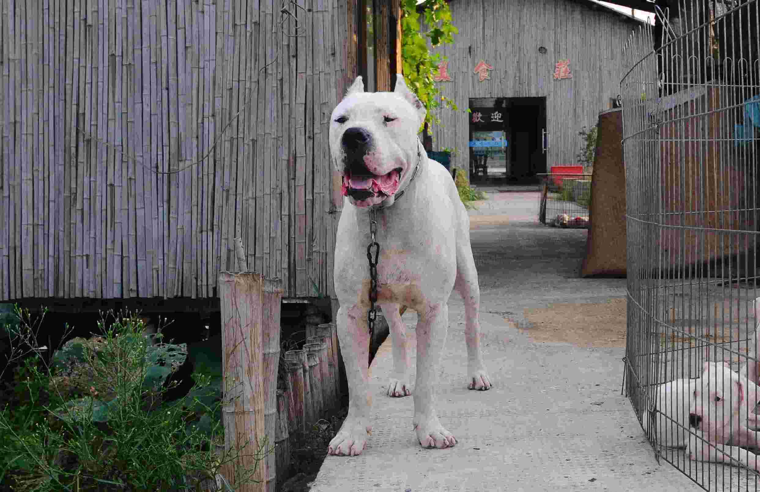 杜高犬现在猛犬排名第几,杜高犬世界十大恶犬第一名