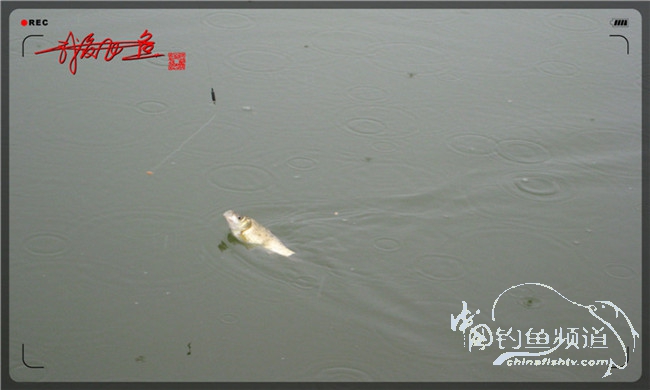 风雨无阻之我爱飞鱼去‘*欢寻**’！