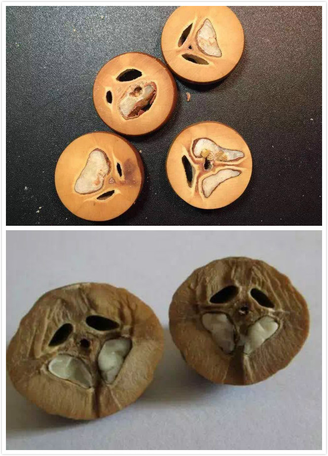 3花和四花橄榄核哪个更值得玩,如何看橄榄核几花