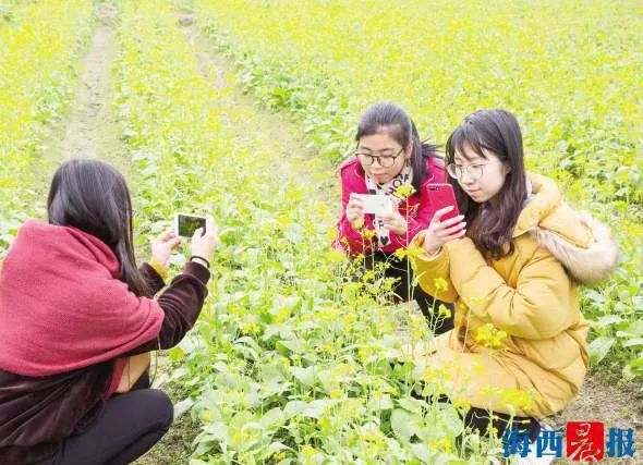 厦门同安千日红三角梅园花海,厦门翔安樱花油菜花