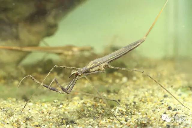 傻傻分不清楚的昆虫界cosplay