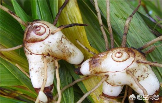 白芨适合什么土壤种植,白芨种植最适合哪种土