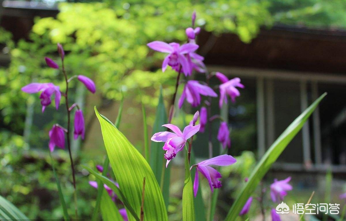 白芨的种植前景和黄精哪个好,白芨种植技术视频直播