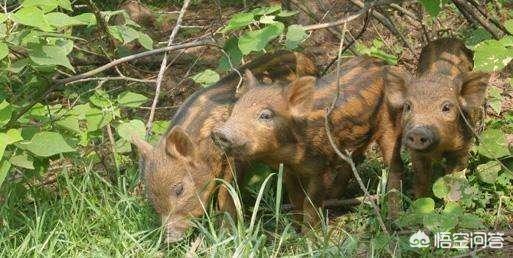 在农村养香猪赚钱吗,养野猪农村