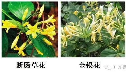 扩散丨清明扫墓，见到这种花千万不要摘，是毒药之王！