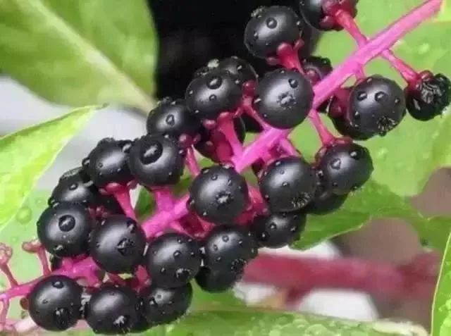 扩散丨清明扫墓，见到这种花千万不要摘，是毒药之王！