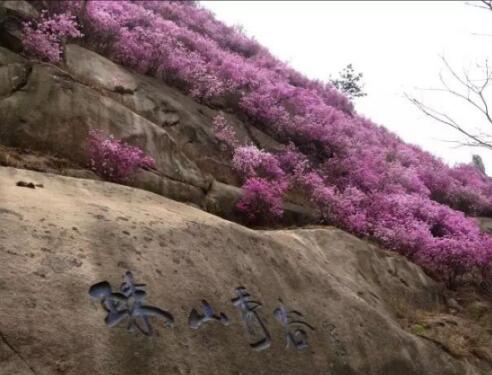 青岛清明节赏花去处,青岛赏花好地方清明节