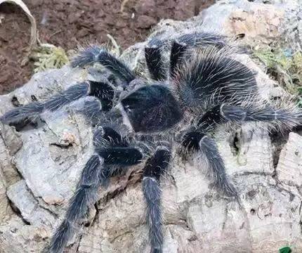 适合新手养的蜘蛛推荐,新手推荐蜘蛛品种