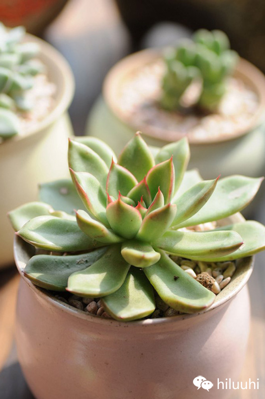 不小心把多肉弄松了怎么办,多肉长得不好看怎么矫正