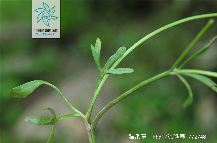 自然界中有什么治疗肺结核的植物,猫耳草治疗肺结核