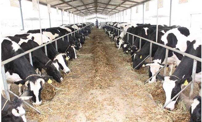 鲜奶贵还是奶粉贵,鲜奶和奶粉哪个更实惠