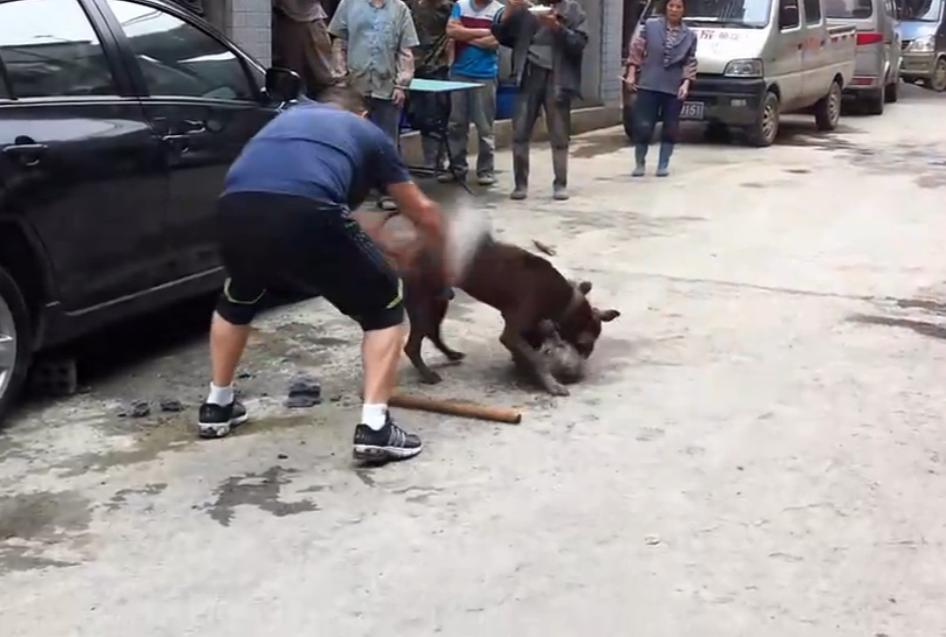 比特犬撕咬萨摩耶,主人屡次狠打比特犬,眼看就要置萨摩耶于死地