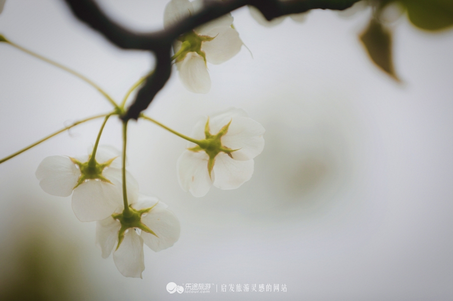 閭ｄ釜杩滄柟鐨勪綘,閭ｄ釜杩滄柟鏄皝鍞辩殑