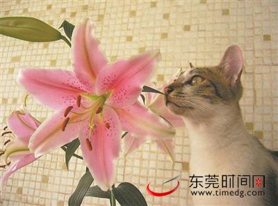 家有喵星人免费版,家有猫咪请勿敲门