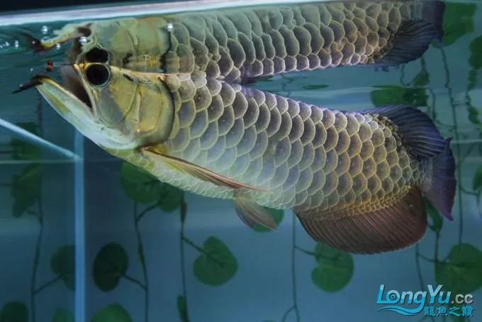 一招教你选龙鱼,龙鱼饲养经验交流