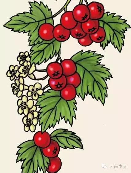 孩子常用消食药,四种消食药