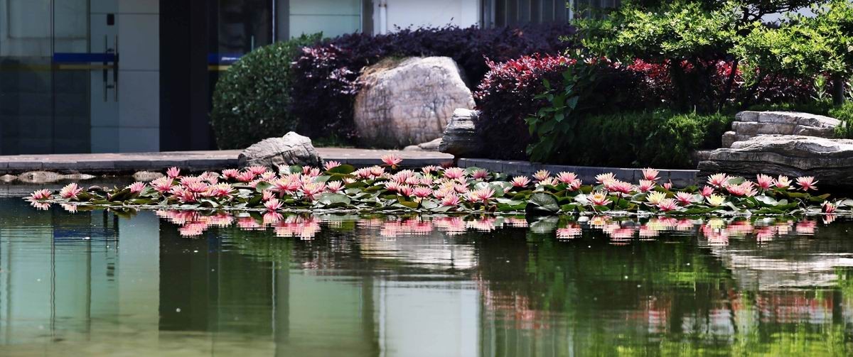 睡莲和荷花的区别在哪,睡莲与荷花有什么区别和联系