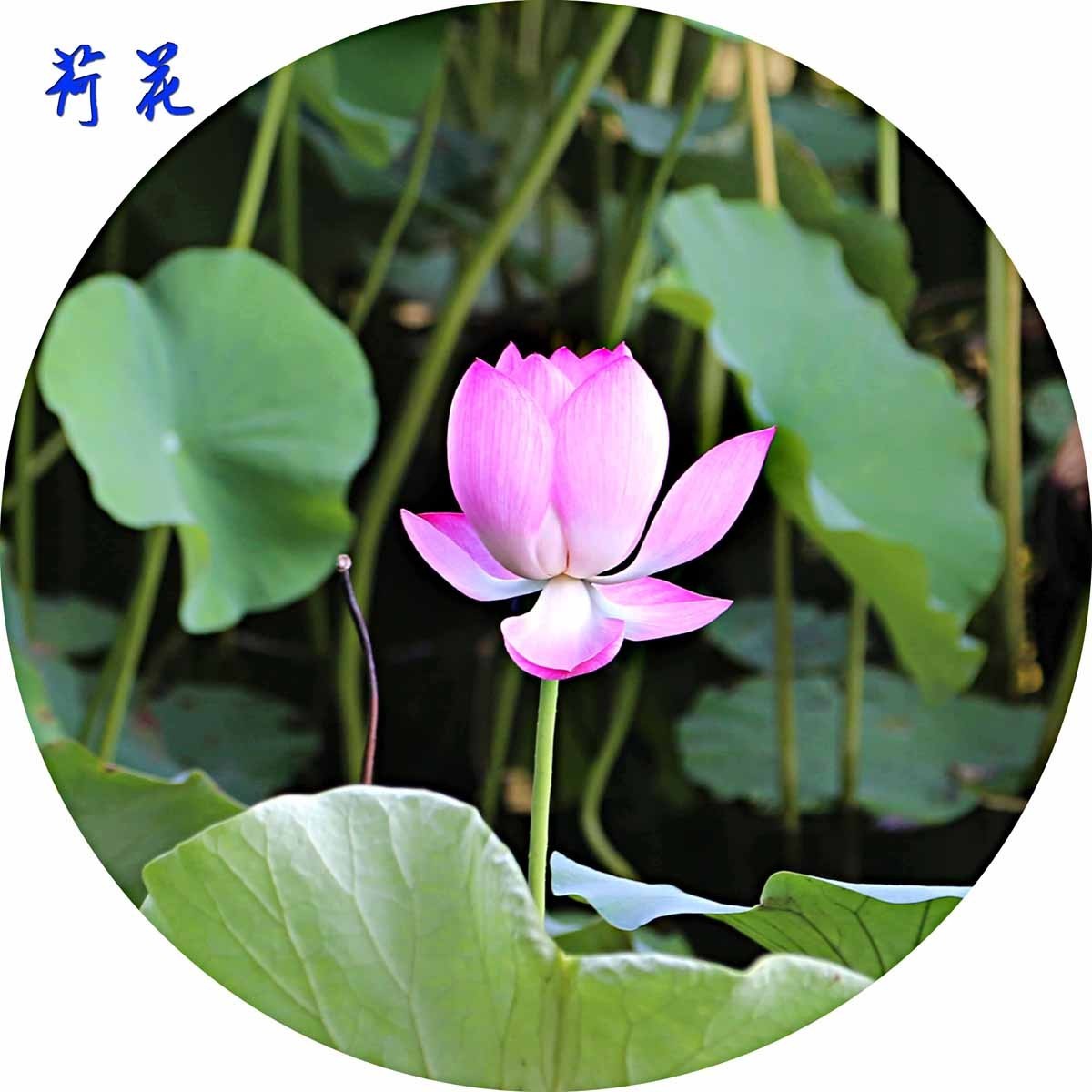 睡莲和荷花的区别在哪,睡莲与荷花有什么区别和联系