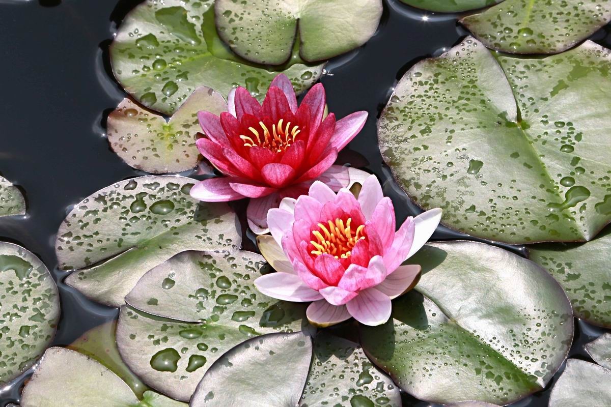 睡莲和荷花的区别在哪,睡莲与荷花有什么区别和联系