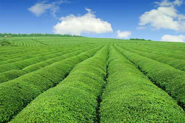 什么叫生态农业,生态农业其实离我们很远