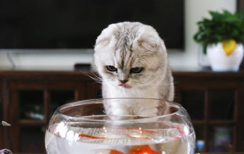 铲屎官回家看到这一幕,铲屎官回家的反应