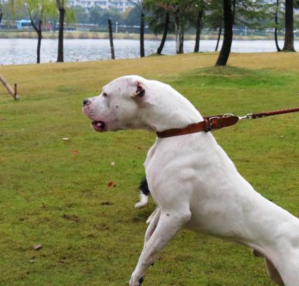 杜高犬训练注意事项,杜高犬怎么训练