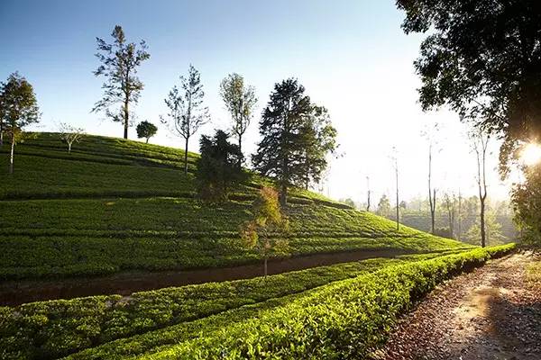 星球坐标|斯里兰卡:阳光、茶叶与火车的奇幻旅程