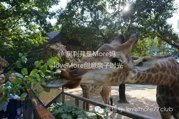 一日游广州长隆野生动物园攻略,广州长隆野生动物园自由行攻略