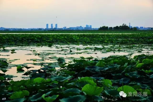 淮阳:书记倾情抒淮阳,陈风楚韵荷花香!