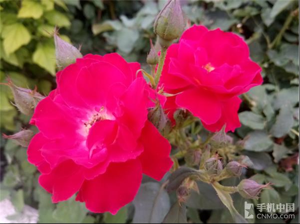 金立s6pro拍照好看,金立s6pro视频