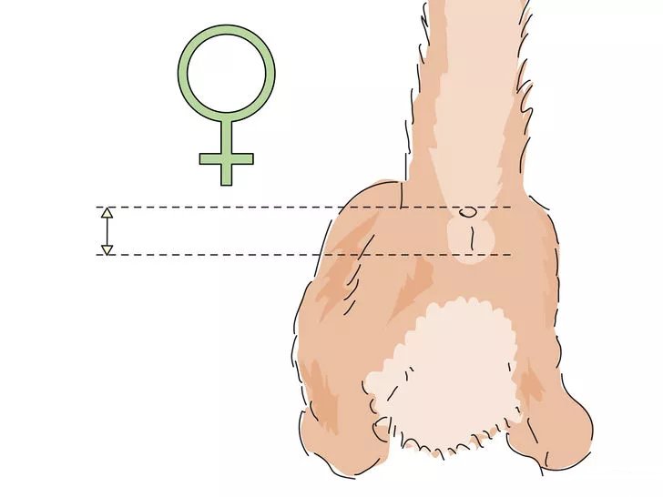 怎么识别小猫多大,怎么分辨小猫猫的性别