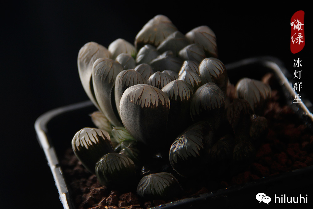 冰灯玉露多肉介绍,多肉冰灯玉露多长时间爆盆