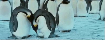 动物界三种最残忍动物,动物界最残忍四种动物