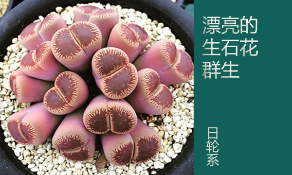 云南多肉植物生石花,南非多肉盆栽生石花