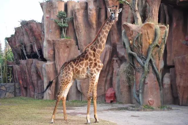 广东5a级景区免费开放,哪里的五a景区免门票