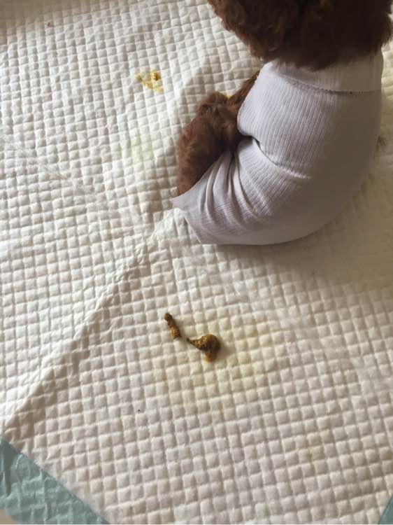 泰迪狗狗突然拉肚子呕吐,狗狗昨天拉稀今天口吐白沫