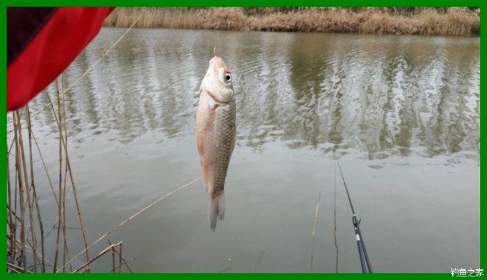 大鲫鱼大鱼,大鲫鱼大鲤鱼