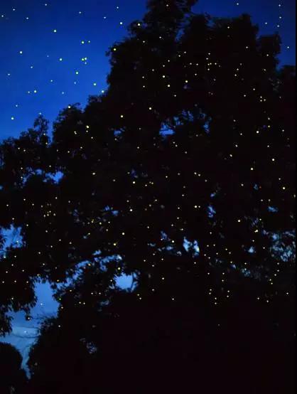 只需5K！去沙巴邂逅小丑鱼、萤火虫之舞和从不设防的微笑！