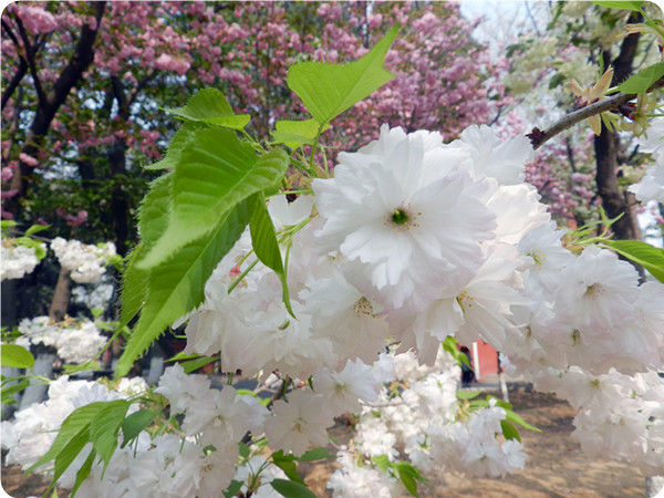 俞敏洪谈大学生为什么要读书,俞敏洪在学校