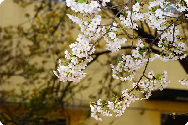 俞敏洪谈大学生为什么要读书,俞敏洪在学校