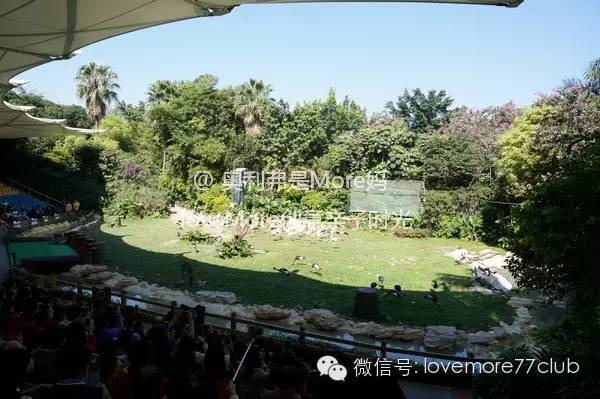 一日游广州长隆野生动物园攻略,广州长隆野生动物园自由行攻略