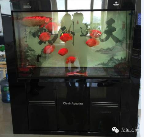 慢慢爱上养鱼,年纪到了爱上养鱼