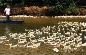 教你怎么喂养小鸭？喂养小鸭注意事项！