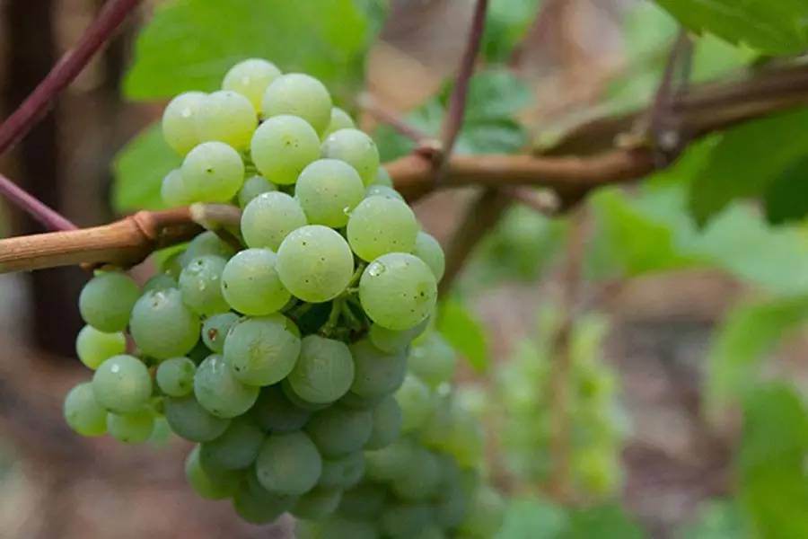 德国法尔兹无醇葡萄酒,德国普鲁士干红葡萄酒