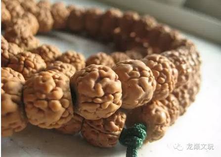 金刚菩提最不容易断齿的品种,哪种金刚菩提肉最多