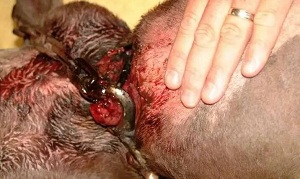 狗狗头部肿眼睁不开怎么回事,狗脑袋突然肿大